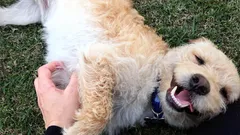 Porque é que os cães pedem festas na barriga: não é só por prazer